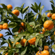 Mandarin oranges on leafy green orange tree